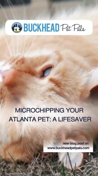 pet people buckhead.